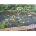 Blagdon Clearview Pond Cover Net - 4m x 3m