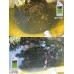 Envii Annual Pond Treatment - Pond Klear, Sludge Klear and Nitrate Klear Treat Sludge, Algae and Green Water