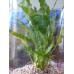 Fish Around Aquarium Live Plant Walissi