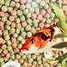 20kg Webbox Rainbow Pellets Floating KOI CARP & All Pond Fish Food